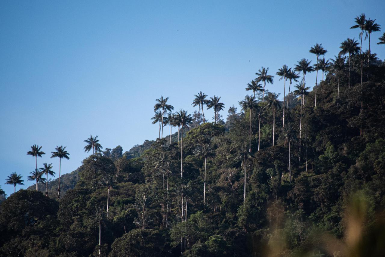 ‘Descubre Ibagué’, la plataforma digital que proyecta la agenda turística y cultural de la ciudad