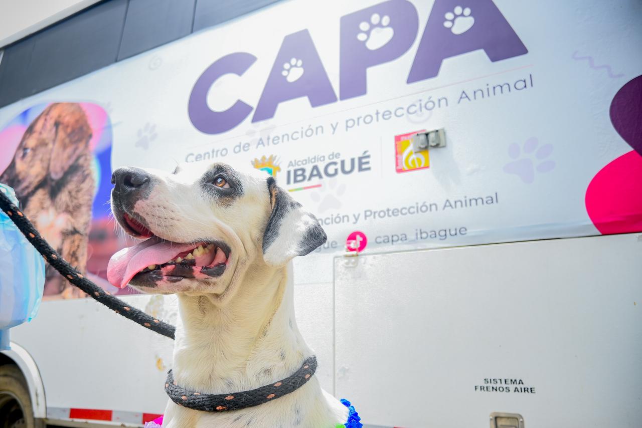 CAPA intensifica acciones por el bienestar animal y alcanza más de 200 esterilizaciones en 2026