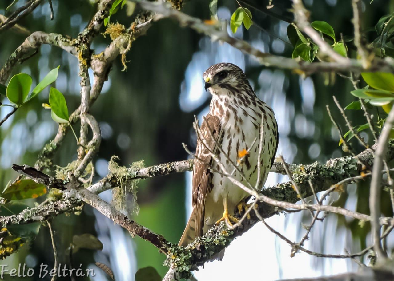 Ibagué refuerza medidas para proteger a las águilas cuaresmeras durante su paso migratorio