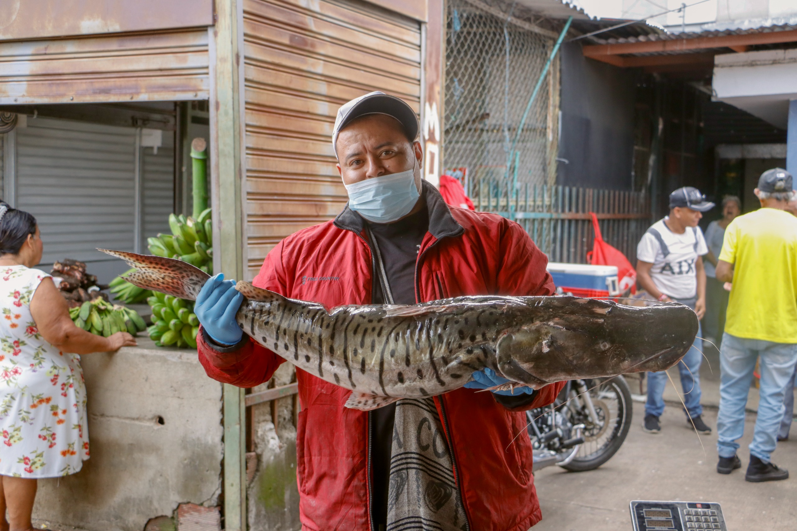 Autoridades recomiendan comprar pescado solo dentro de las plazas de mercado en Semana Santa