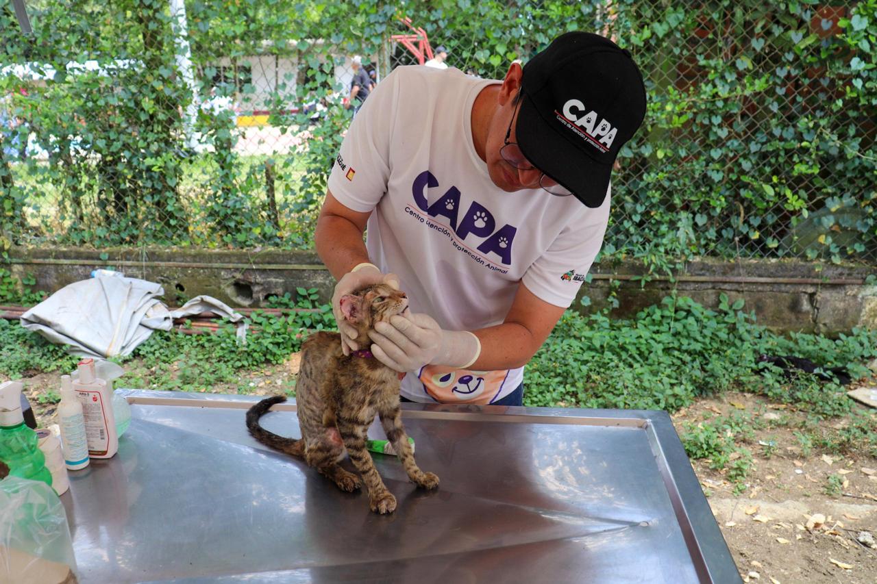 CAPA fortalece el bienestar de los peluditos con esterilizaciones, atención médica y respuesta a casos de maltrato