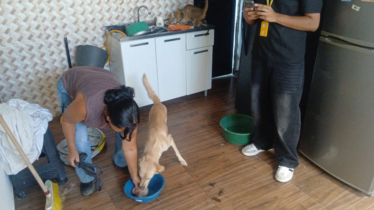 Cuatro ‘peluditos’ fueron puestos a salvo tras atender denuncia por presunto maltrato en Ibagué